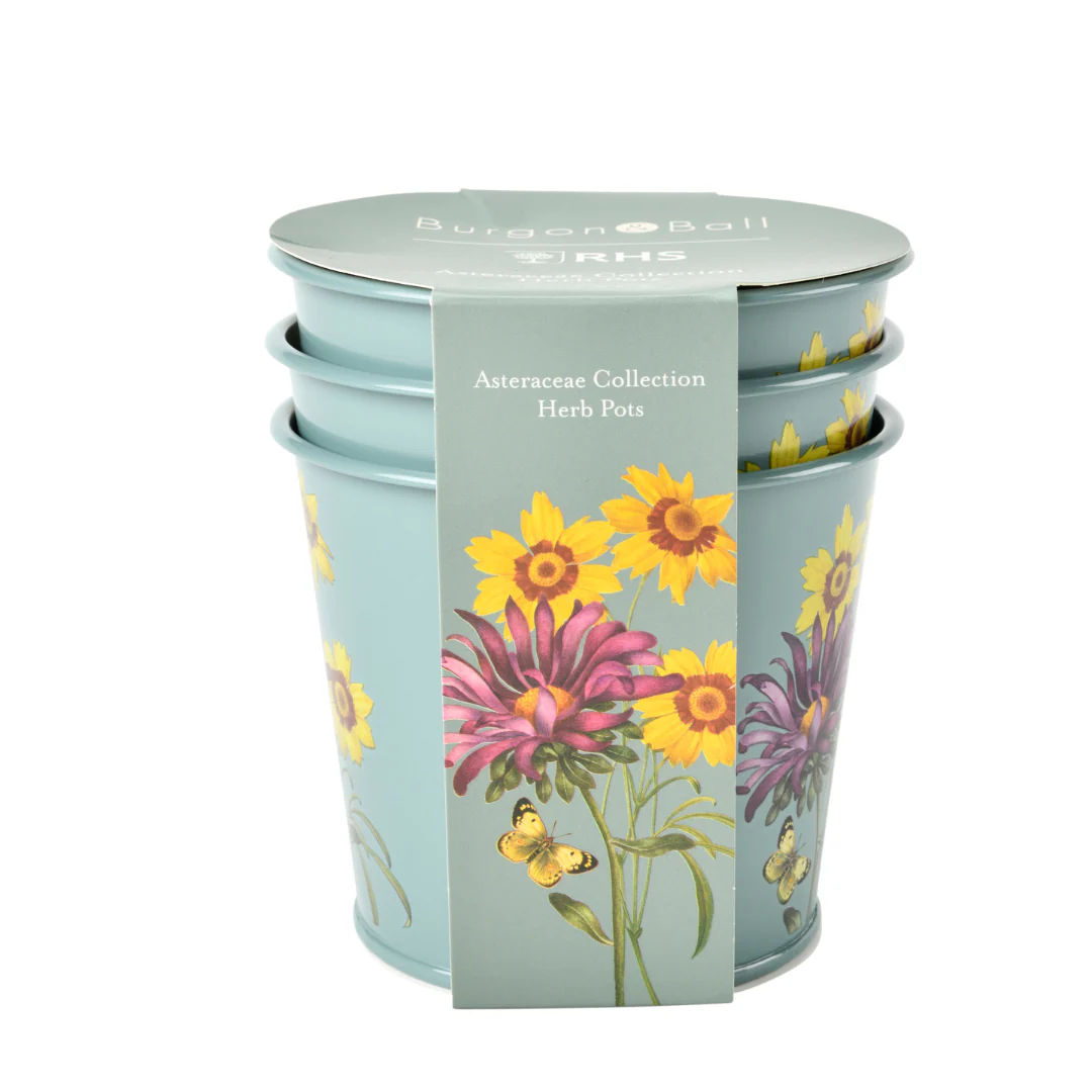 Asteraceae | Herb Pots - Image 2