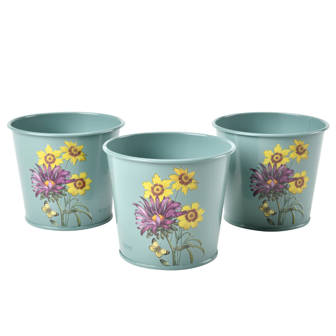 Asteraceae | Herb Pots - Image 3