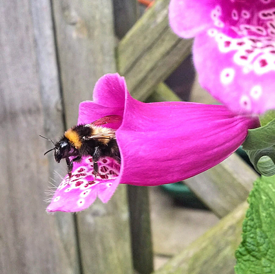 Seedball - Bee Mix - Image 3
