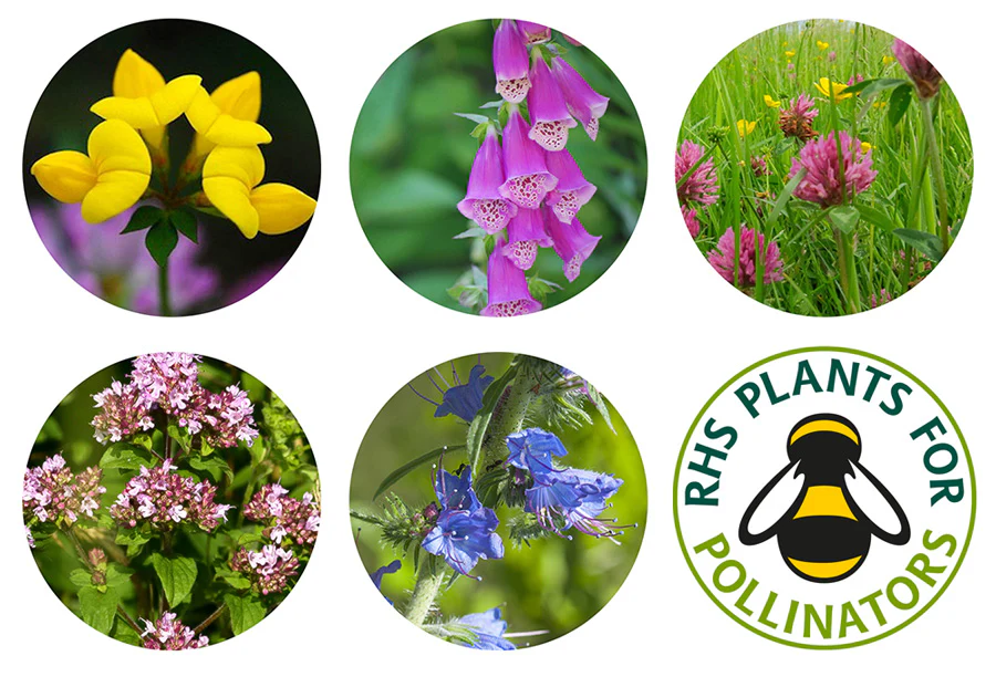 Seedball - Bee Mix - Image 5