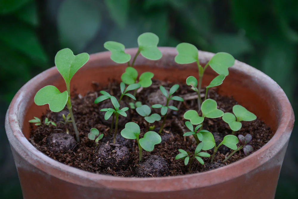 Seedball - Bee Mix - Image 6