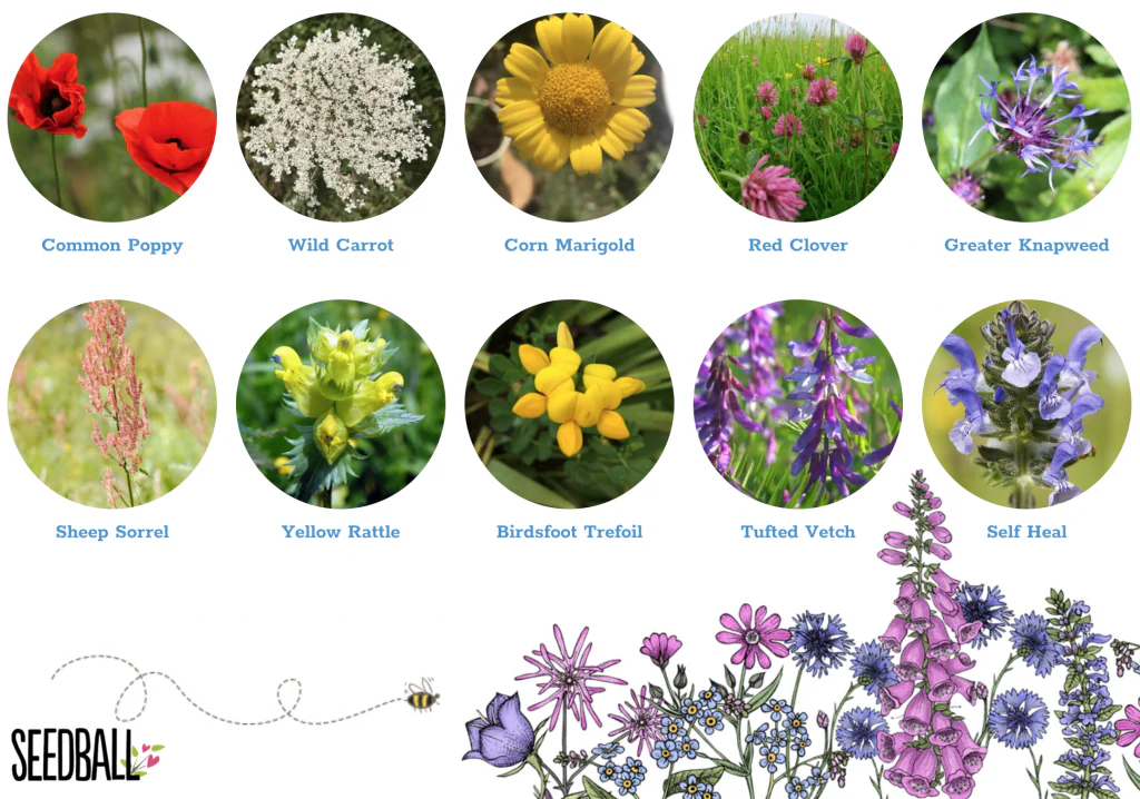 Seedball - Grab Bag- Wildlife Mix - Image 3