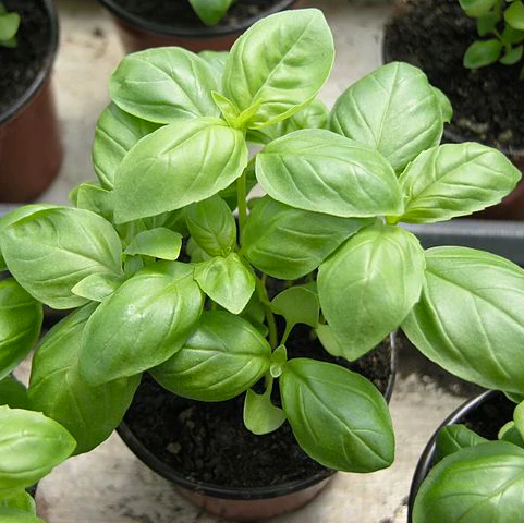 Seedball Tubes - Basil - Image 2