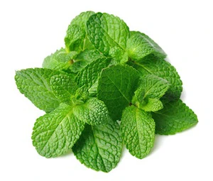 Seedball Tubes - Mint - Image 2