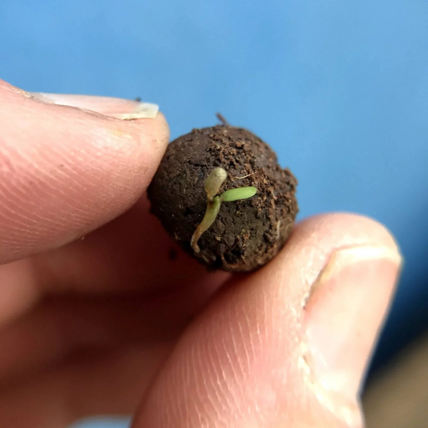 Seedball Tubes - Mint - Image 4