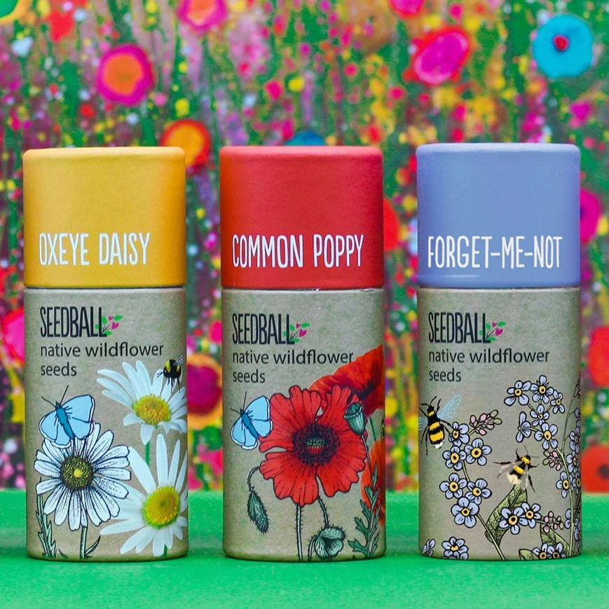 Seedball Tubes - Oxeye Daisy Mix - Image 4