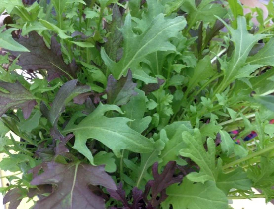 Seedball Tubes - Rocket - Image 3