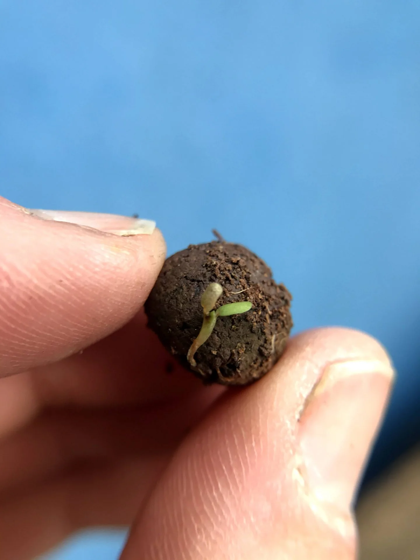 Seedball Tubes - Rocket - Image 4