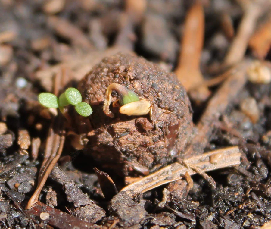Seedball Tubes - Rocket - Image 7